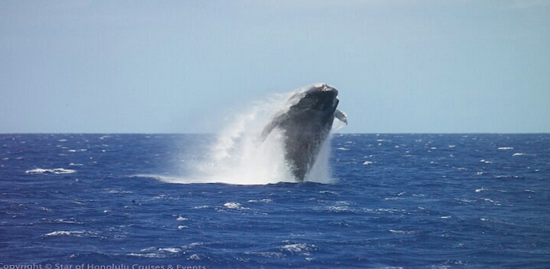 Star-of-Honolulu-Whale-Watching-Cruise