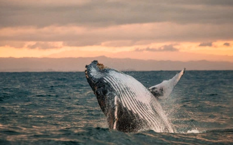 Sunset-Whale-Watching-Tour