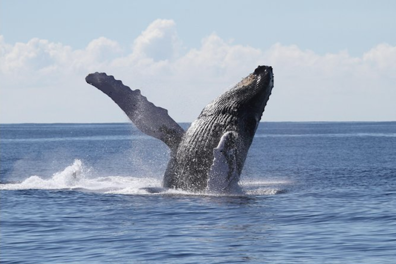 Whale-Watching-Aboard-a-cruise-Ship