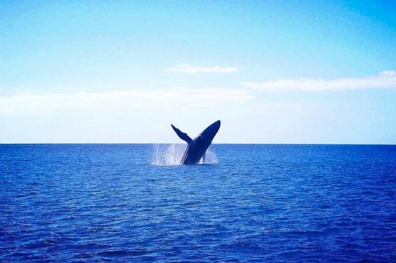 Whale-Watching-Catamaran-Tour