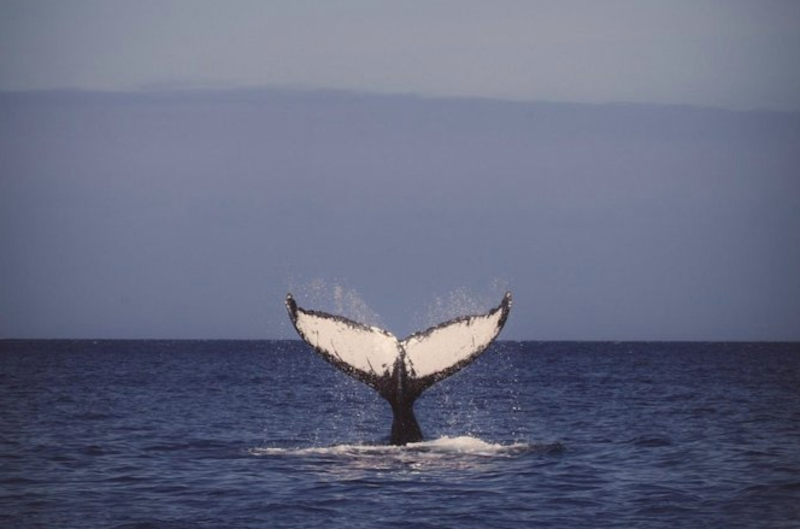 Whale-Watching-Tour-Best-Value