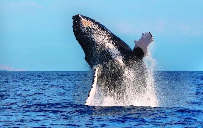 Whale-Watching-Tour-in-West-Oahu